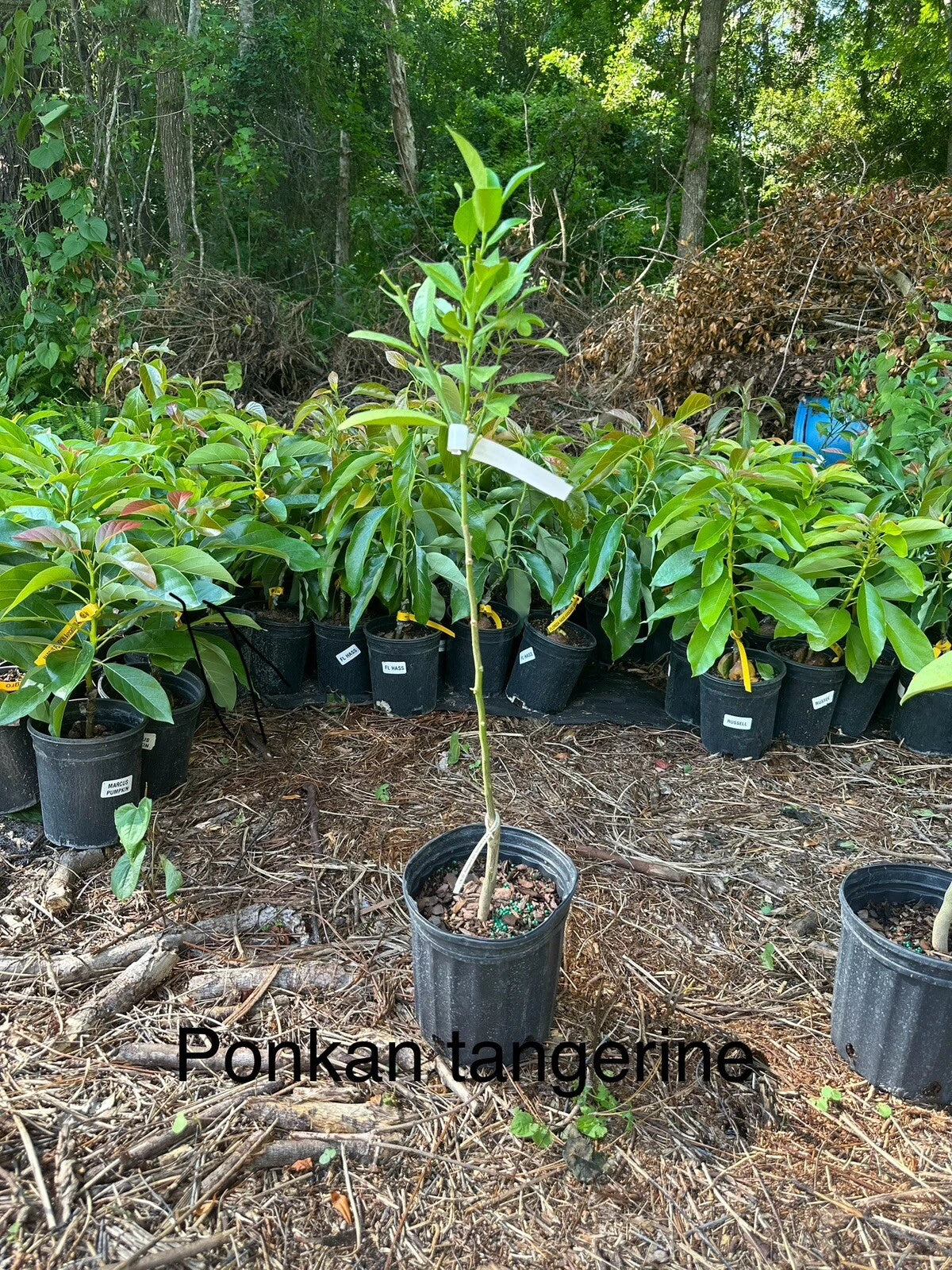 Ponkan TANGERINE TREE (GRAFTED) 2-4 Ft Tall. We Ship To CA &PR. Actual Photos