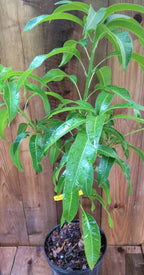 Lemon Zest MANGO TREE GRAFTED 2-4 Ft Tall.Ship To All States.
