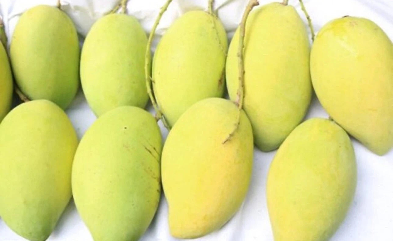 Catchu Vietnamese Mango TREE GRAFTED (2-4 Feet Tall). We Ship To All States.