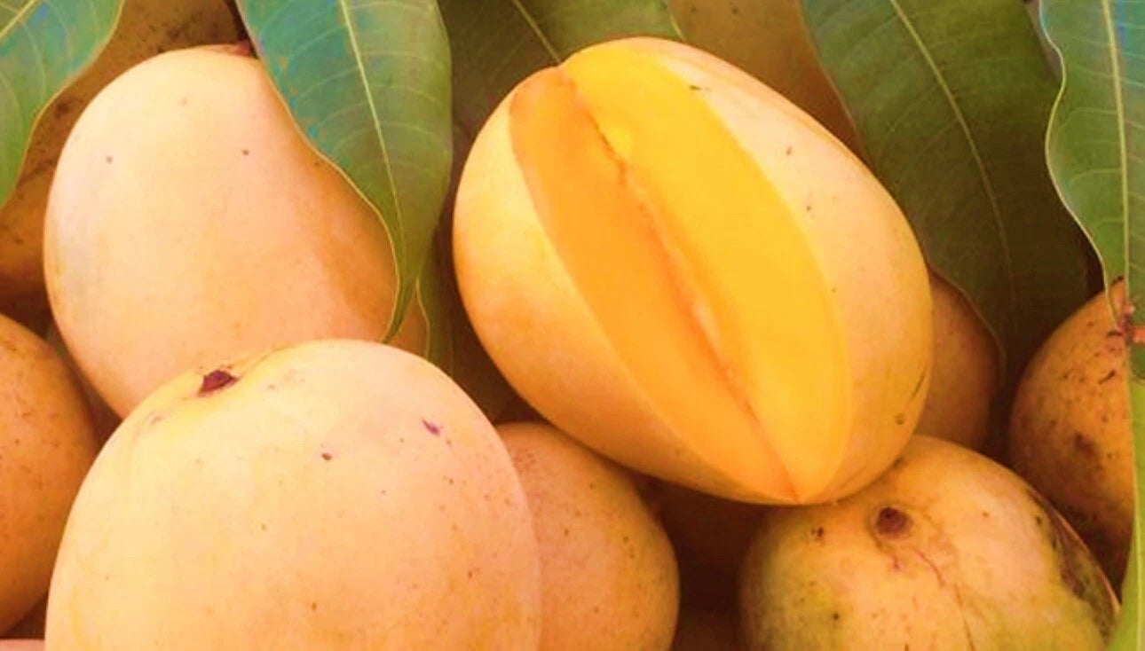 Duncan MANGO TREE GRAFTED (2-4 Feet Tall). We Ship To All States.
