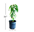 Carrie Semi Dwarf MANGO TREE GRAFTED (2-4 Feet Tall). Ship To All States.