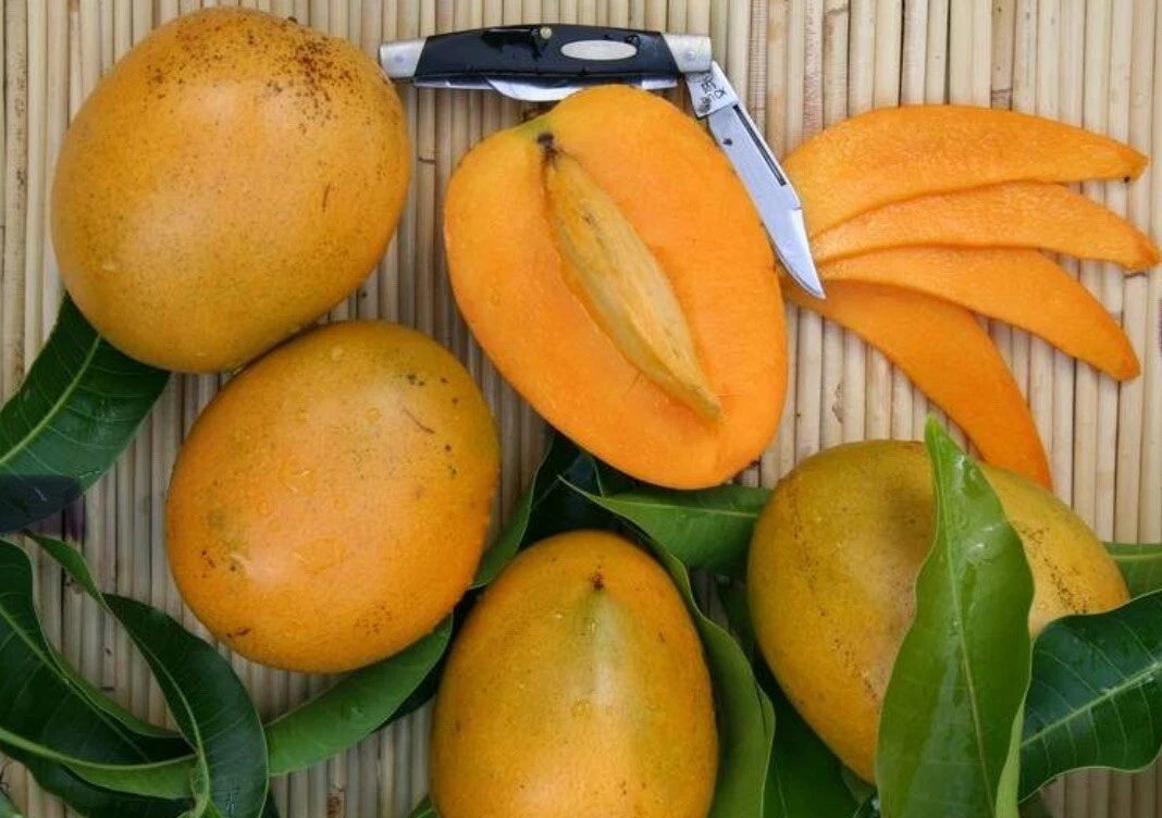 Baptiste Haitian MANGO TREE GRAFTED (2-4 Feet Tall). We Ship To All States.