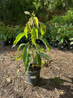 Avocado Your Way Tree Box: 1-hass 1-winter Mexican 1-long Neck Russel 1-oro Nego