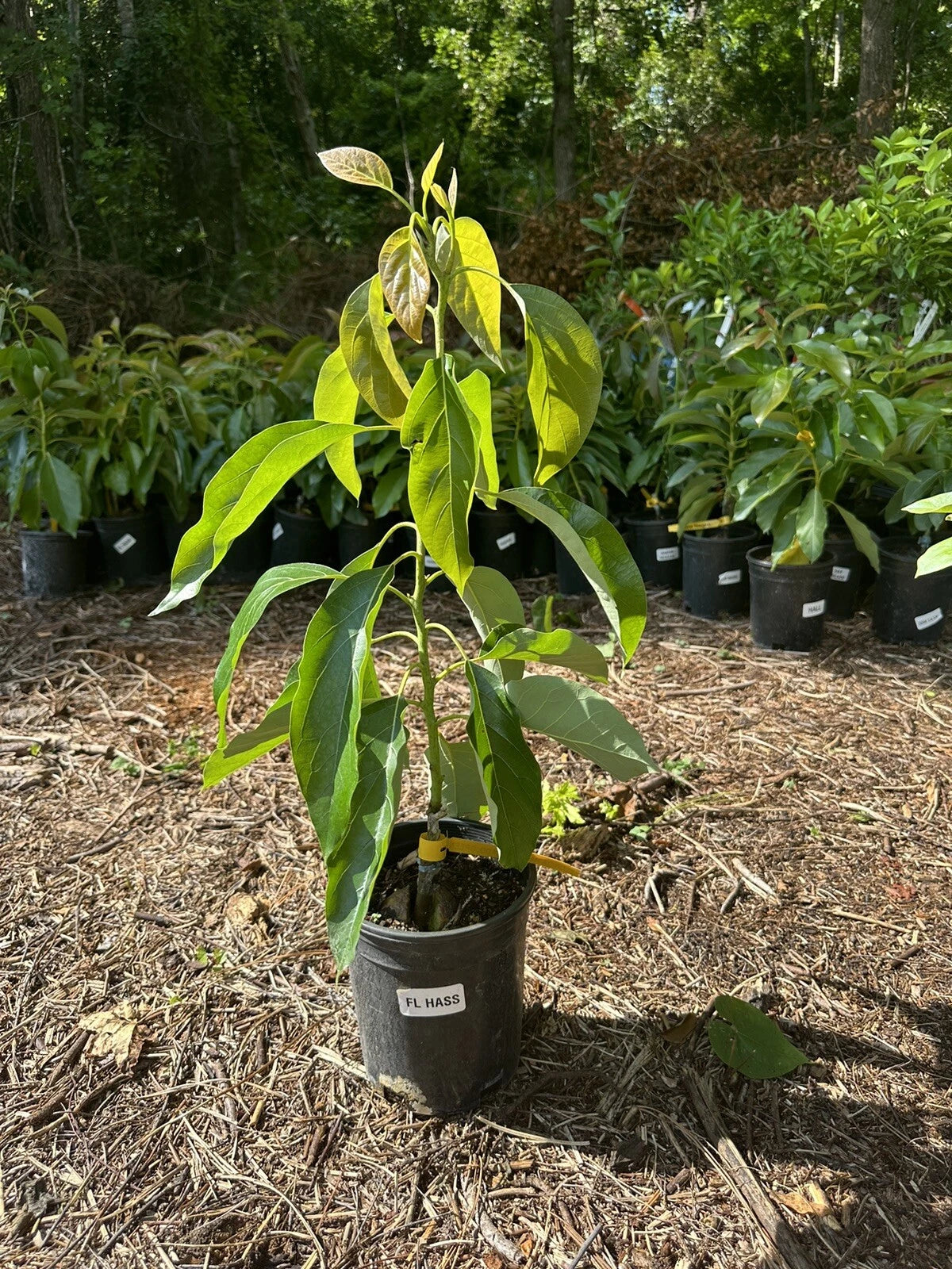 Avocado Your Way Tree Box: 1-hass 1-winter Mexican 1-long Neck Russel 1-oro Nego
