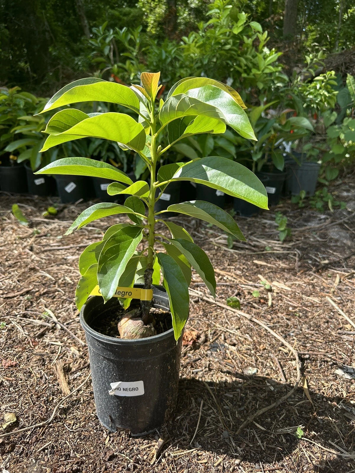 Avocado Your Way Tree Box: 1-hass 1-winter Mexican 1-long Neck Russel 1-oro Nego
