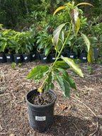 Avocado Your Way Tree Box: 1-hass 1-winter Mexican 1-long Neck Russel 1-oro Nego