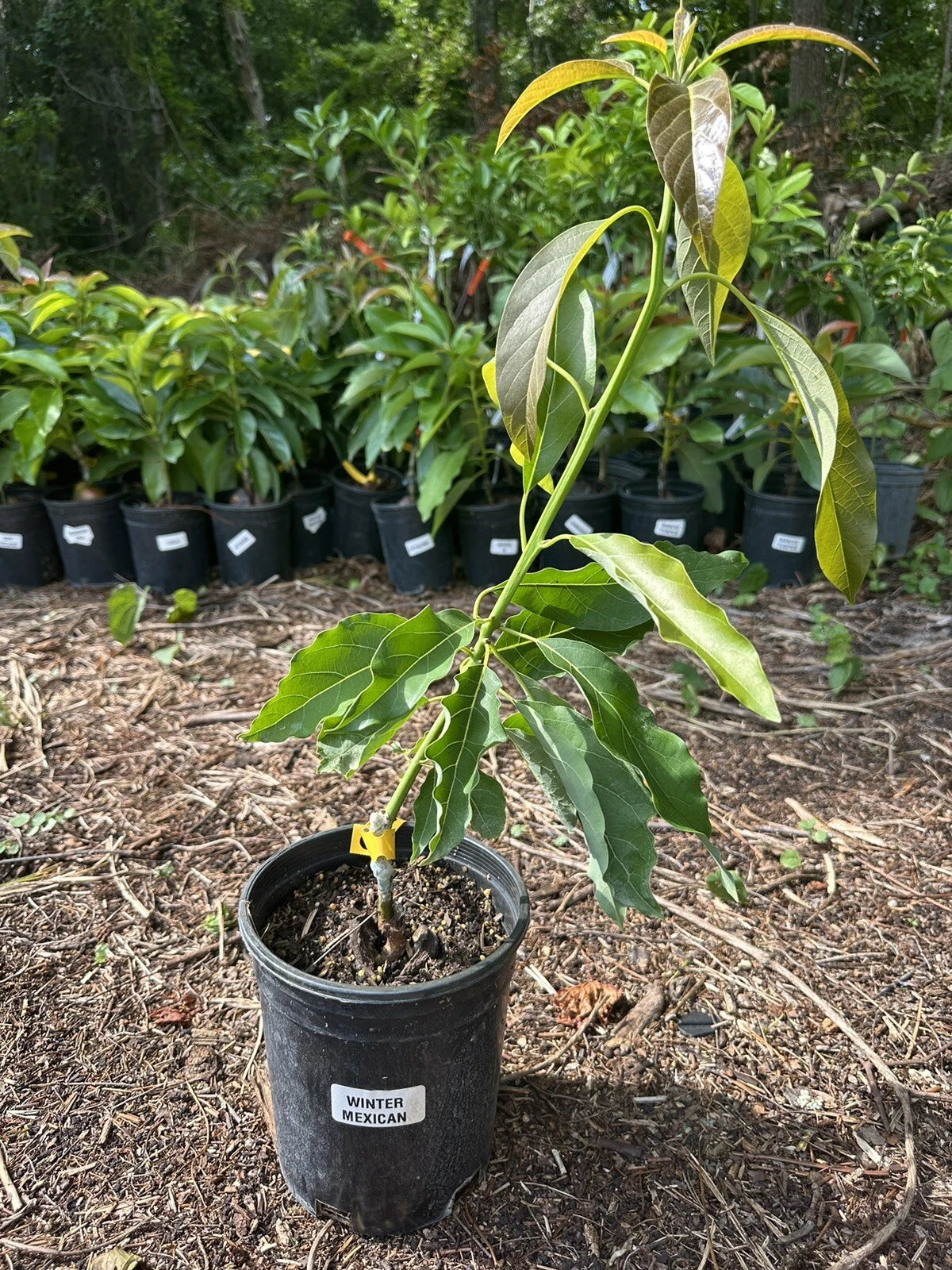 Avocado Your Way Tree Box: 1-hass 1-winter Mexican 1-long Neck Russel 1-oro Nego