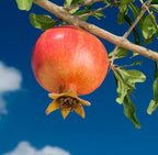 Pomegranate Wonderful Grafted Tree 3ft Tall. Ship To CA&PR. Real Photos