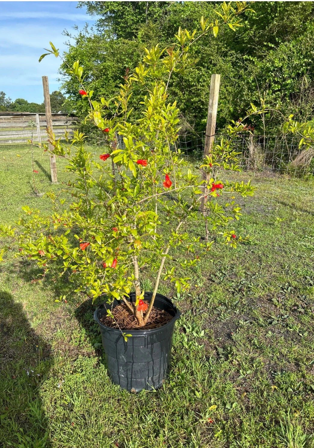 Pomegranate Wonderful Grafted Tree 3ft Tall. Ship To CA&PR. Real Photos