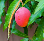 Haden Mango Grafted Tree 2-4 Ft Tall. Ship To All States. Real Photos