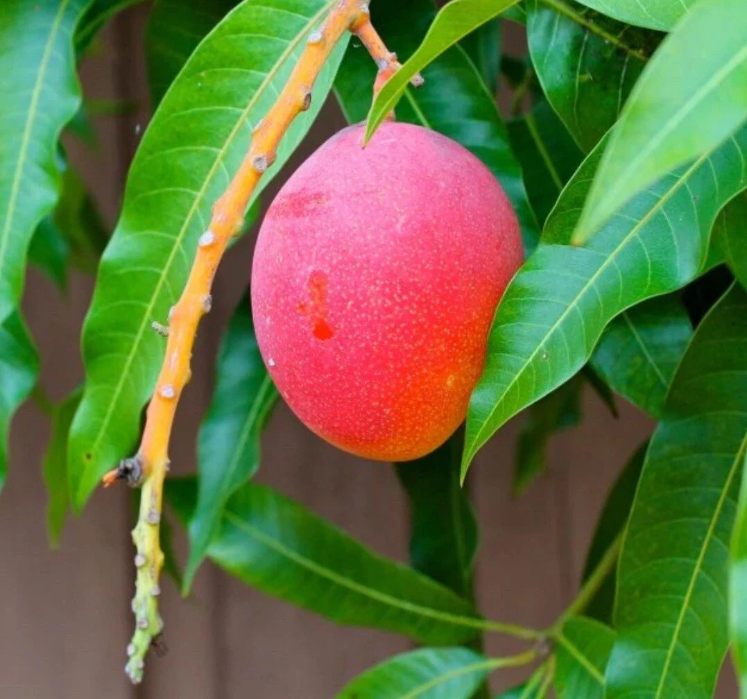 Haden Mango Grafted Tree 2-4 Ft Tall. Ship To All States. Real Photos
