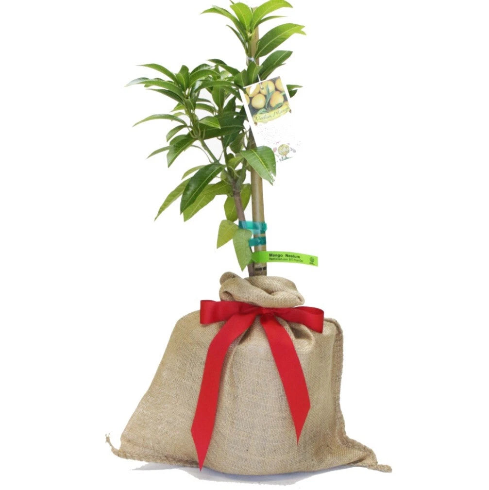 Neelum Dwarf MANGO TREE GRAFTED 2-4 Ft Tall.Ship To CA&PR. Actual Photos