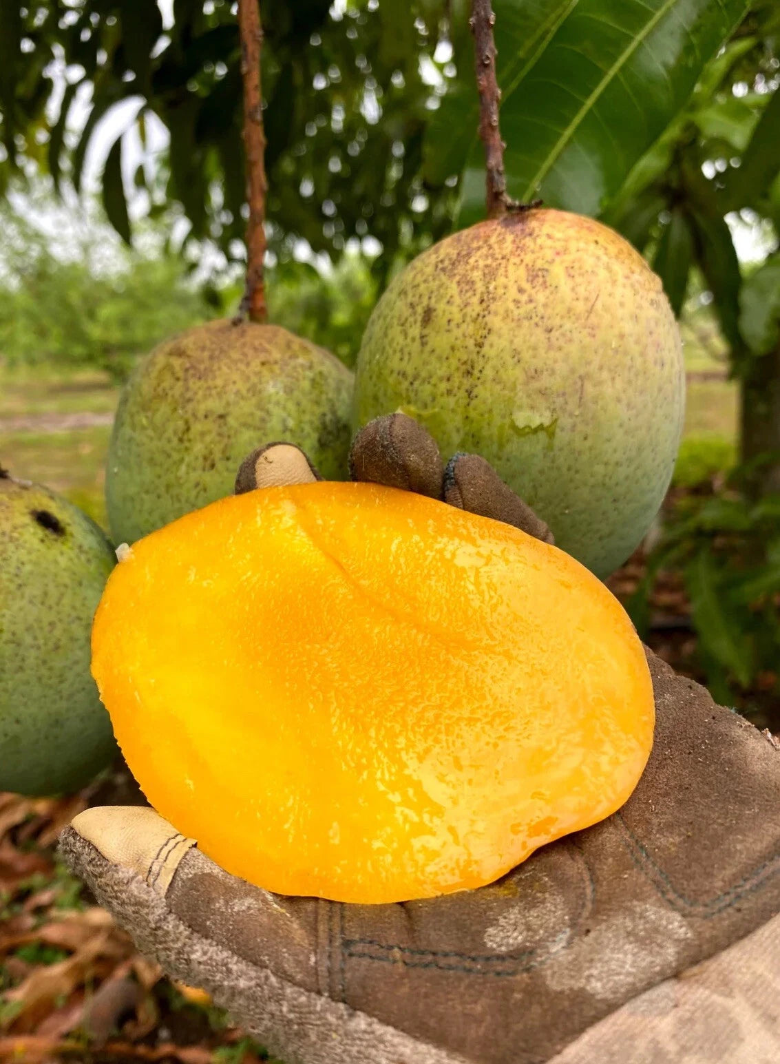 Coconut Cream Mango Grafted Tree 2-4 Ft Tall. Ship To All States