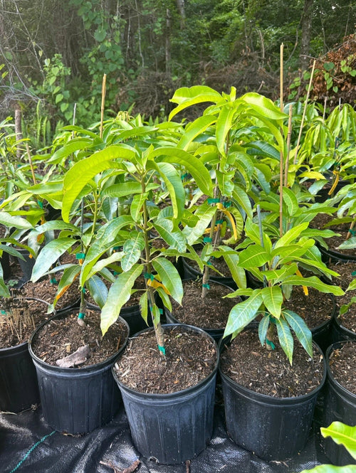 Coconut Cream Mango Grafted Tree 2-4 Ft Tall. Ship To All States