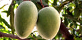 Alampur Banesham Mango Grafted Tree 2-4 Ft Tall. Ship To All States