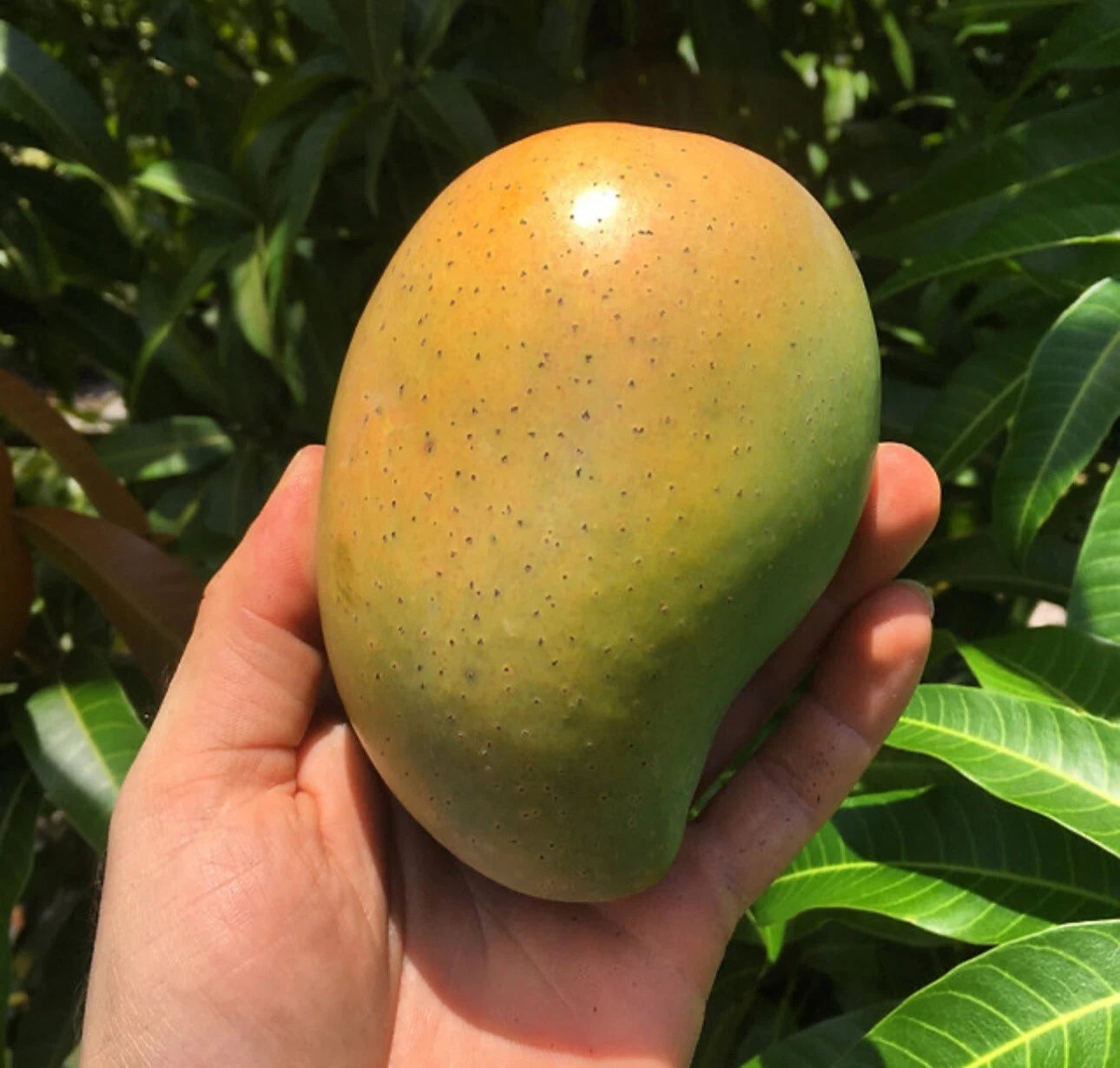 Cac MANGO TREE GRAFTED 2-4 Ft Tall.Ship To All States.
