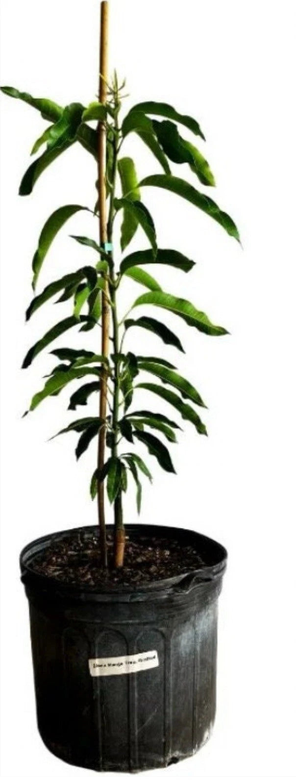 Cac MANGO TREE GRAFTED 2-4 Ft Tall.Ship To All States.