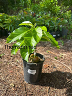 Thomson Red Grafted Avocado Tree 2-3 Ft Tall. We Ship To CA &PR