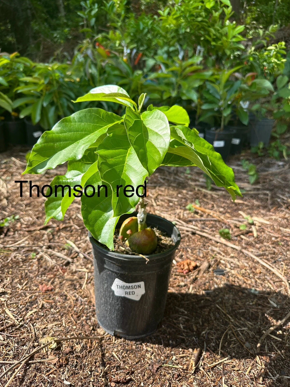Thomson Red Grafted Avocado Tree 2-3 Ft Tall. We Ship To CA &PR