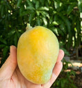 Gary Mango Grafted Tree 2-4 Ft Tall. Ship To All States