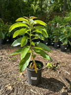 Supreme Tree Box: 1-Mango 1-orange 1-avocado 1-lychee 1-longan 1-sugar Apple