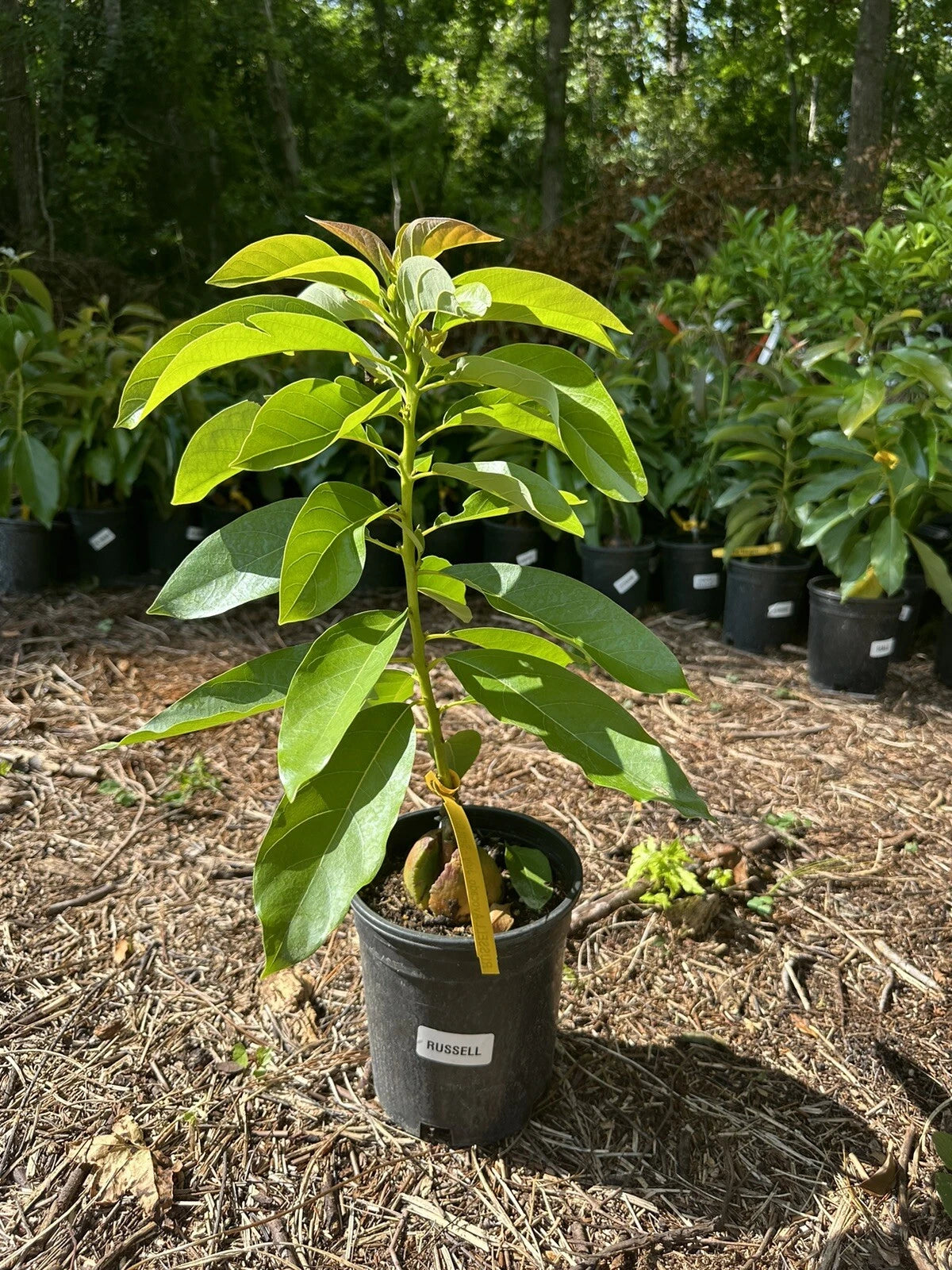 Supreme Tree Box: 1-Mango 1-orange 1-avocado 1-lychee 1-longan 1-sugar Apple
