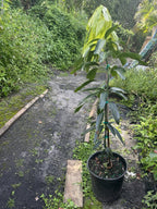 Super Alphonso MANGO TREE GRAFTED (2-4 Feet Tall). Ship To CA&PR. 5 Gallons