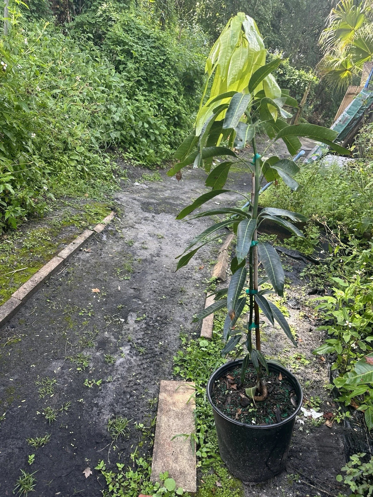 Super Alphonso MANGO TREE GRAFTED (2-4 Feet Tall). Ship To CA&PR. 5 Gallons