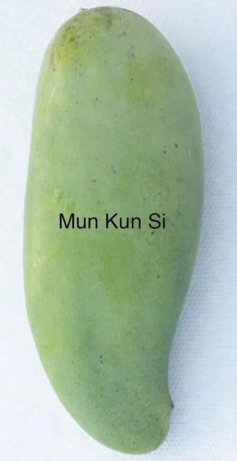 Mun Kun Si Mango Tree GRAFTED 2-4 Ft Tall.Ship To All States. Actual Photos