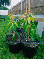 Flowering Malika Dwarf Cold Hardy MANGO TREE GRAFTED 2-4 Ft Tall.Ship To CA&PR.