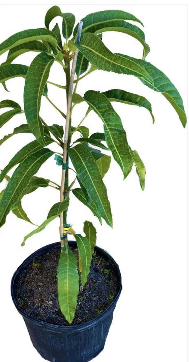 Mun Kun Si Mango Tree GRAFTED 2-4 Ft Tall.Ship To All States. Actual Photos