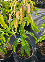Flowering Super Alphonso MANGO TREE GRAFTED. Ship To CA&PR. 5 Gallons