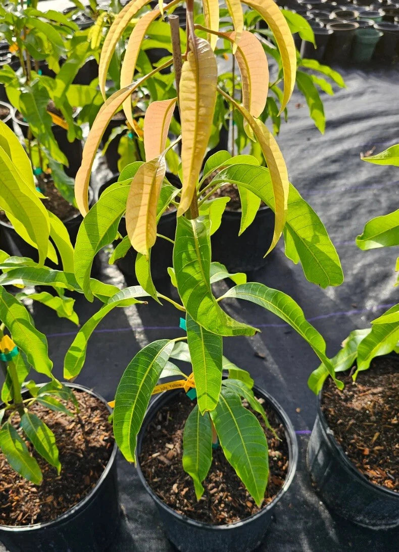 Flowering Super Alphonso MANGO TREE GRAFTED. Ship To CA&PR. 5 Gallons