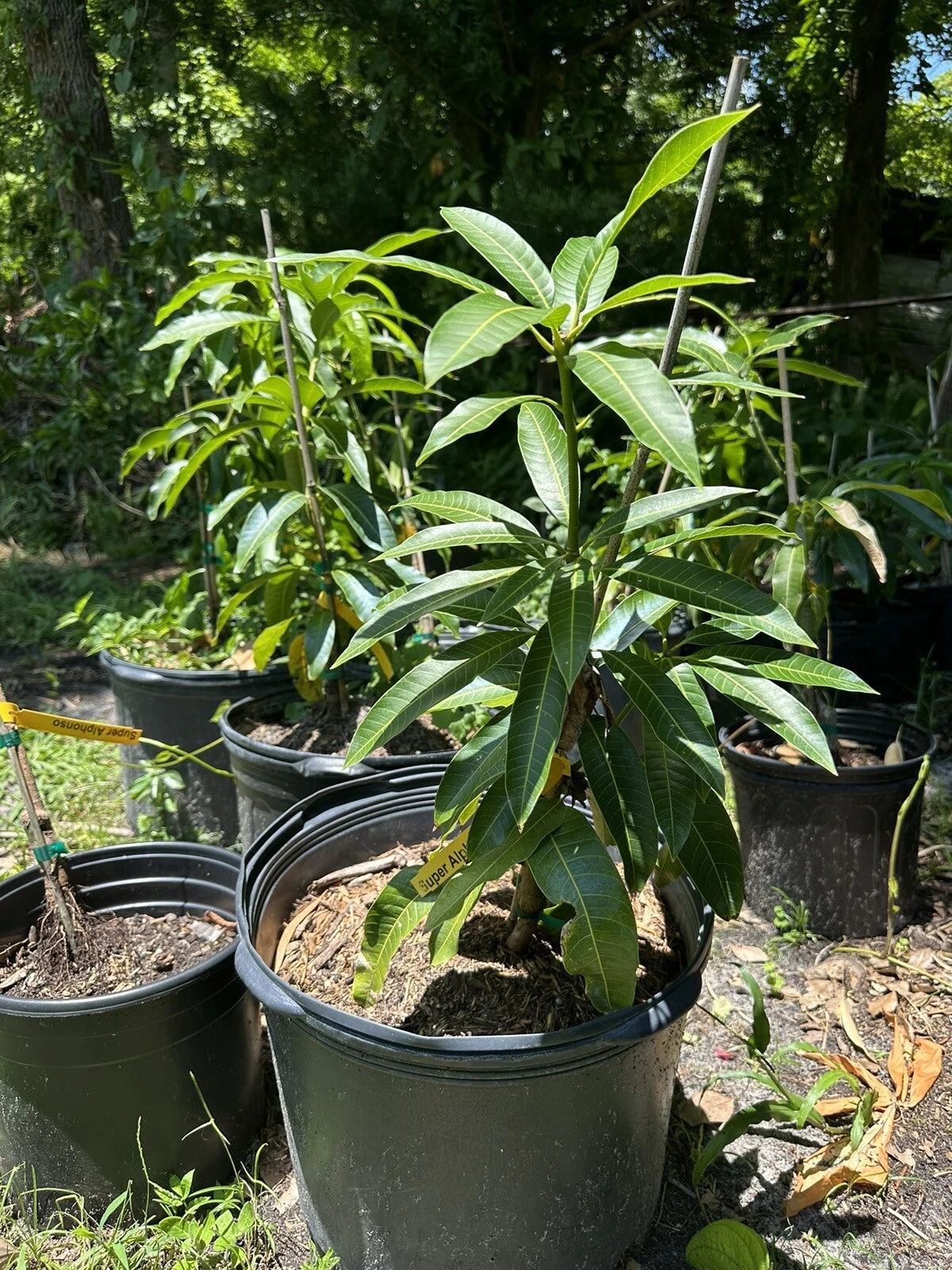 Flowering Super Alphonso MANGO TREE GRAFTED. Ship To CA&PR. 5 Gallons