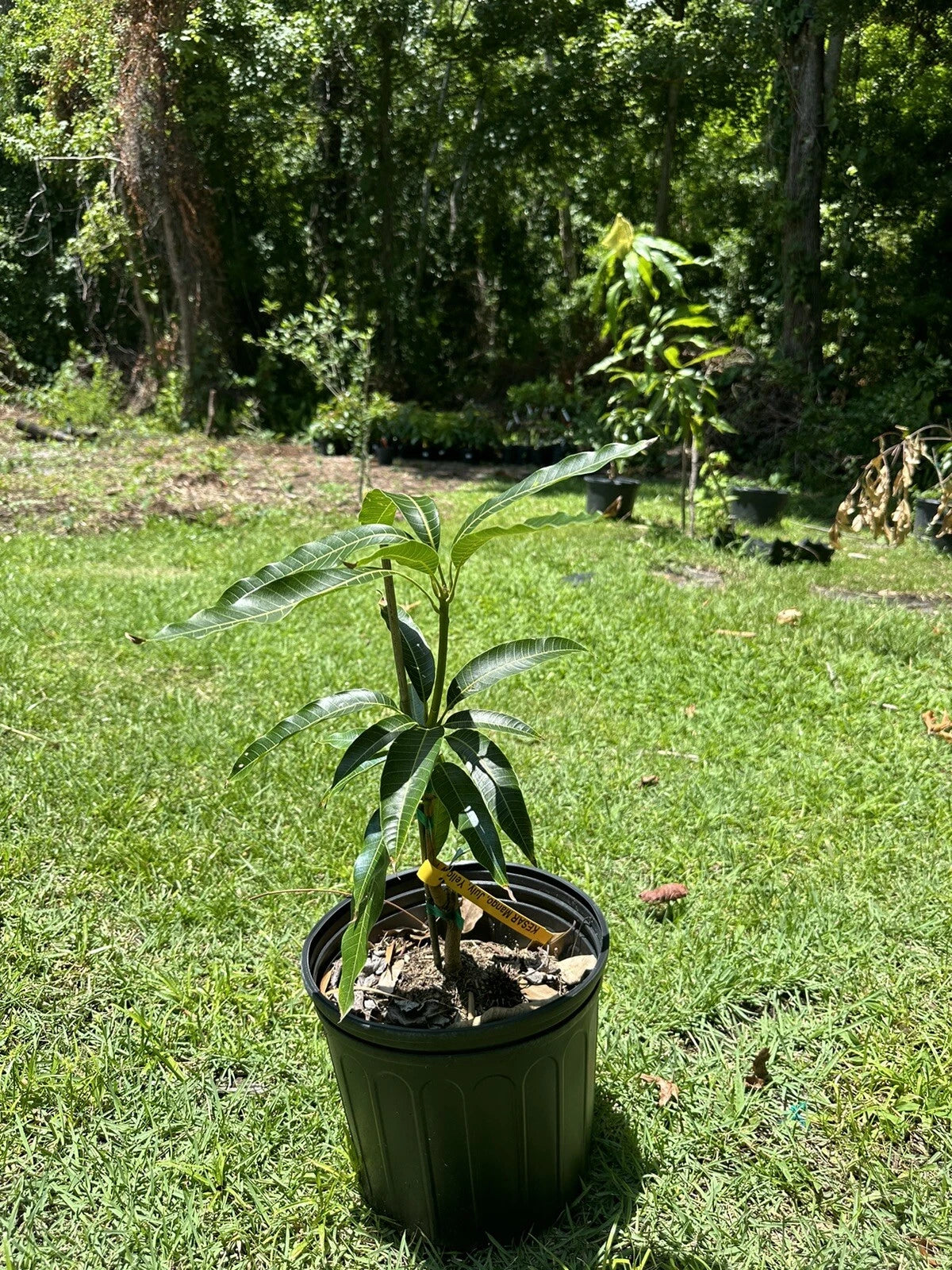 Flowering Super Alphonso MANGO TREE GRAFTED. Ship To CA&PR. 5 Gallons