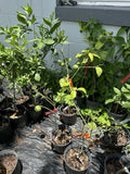 Fruiting Red ruby grapefruit Tree.
