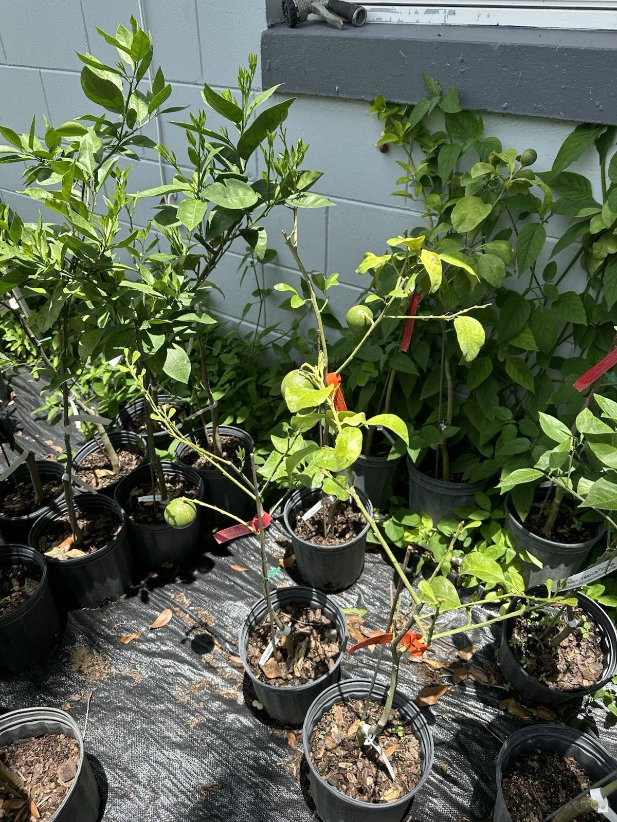 Fruiting Red ruby grapefruit Tree.