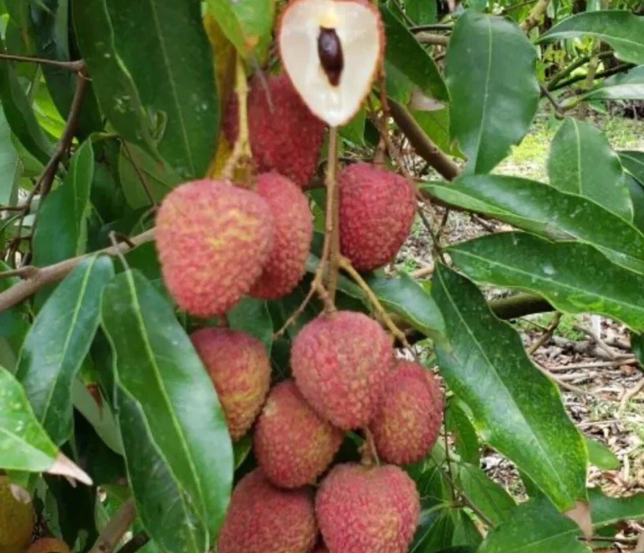 Lychee Tree Sweetheart Air Layered 2-4 Ft. We Ship To All States. Priority Mail
