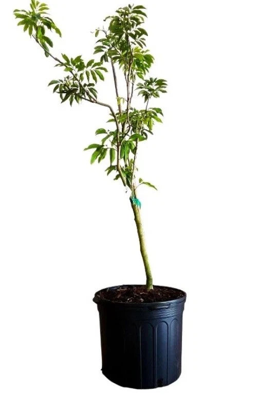 Lychee Tree Sweetheart Air Layered 2-4 Ft. We Ship To All States. Priority Mail