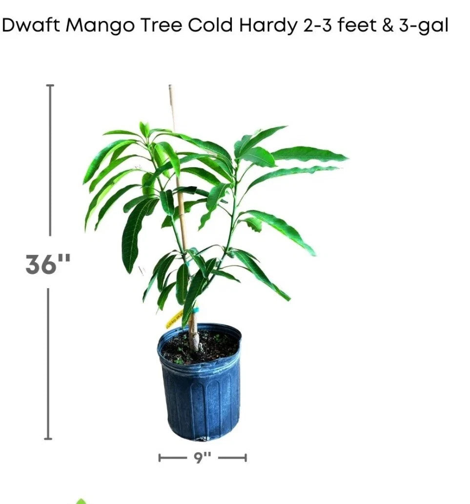 Flowering Malika Dwarf Cold Hardy MANGO TREE GRAFTED. Ship To CA&PR. 5 Gallons