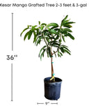 Flowering Kesar MANGO TREE GRAFTED 2-4 Feet Tall. Ship To All States. 5 Gallons