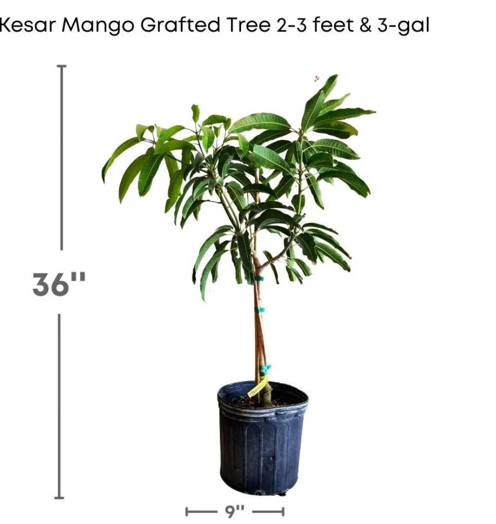 Flowering Kesar MANGO TREE GRAFTED 2-4 Feet Tall. Ship To All States. 5 Gallons