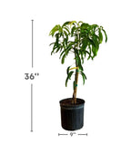 Flowering Alphonso MANGO TREE GRAFTED. Ship To All States. 3 Gallons
