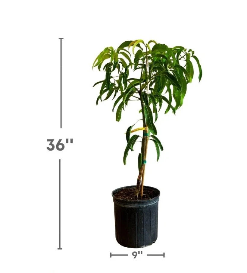 Flowering Alphonso MANGO TREE GRAFTED. Ship To All States. 3 Gallons