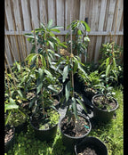 Flowering Honey Kiss MANGO TREE GRAFTED.Ship To All States. 5 Gallons