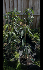 Flowering Honey Kiss MANGO TREE GRAFTED.Ship To All States. 5 Gallons