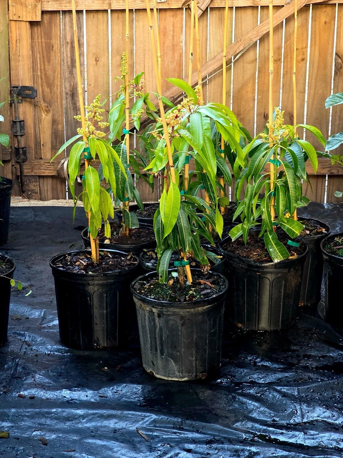 Flowering Dwarf Hawaiian MANGO TREE GRAFTED. We Ship To All States. 3 Gallons