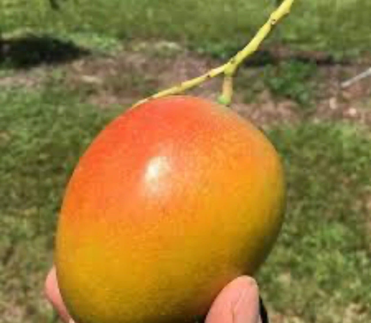 Flowering CeciLove Dwarf MANGO TREE GRAFTED (2-4 Feet Tall). 3 Gallons