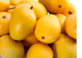 Flowering Alphonso MANGO TREE GRAFTED. Ship To All States. Actual Pics. 5 Gallon