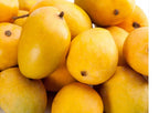 Flowering Alphonso MANGO TREE GRAFTED. Ship To All States. Actual Pics. 5 Gallon